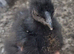 Black&gold silkies hatch 19/05/2026, off heat, unsexed
