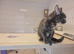 Beautiful approx 4 yr old female cat not spade