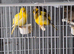 For Sale Beautiful Fife Canaries selling as a group six Pair,s assorted colours