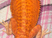 Baby red bearded dragons