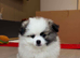 Tiny Teddy Bear Pomeranian Puppies for sale