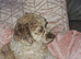 Miniature poodle parti merle puppiss puppis