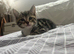 Lovely tabby kitten ready now