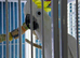 Male sulphur crested cockatoo