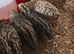 Quail