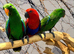 Friendly Baby HandReared Super Tame Cuddly Eclectus Parrot,10