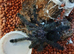 Avicularia Collumbia - Silver pink Toe