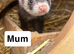 5 beautiful healthy ferret babies