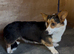 Two Cardigan corgi Females