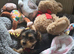 Female Yorkshire Terrier Pup