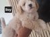 Beautiful very fluffy mailtopoo pup