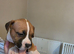 2 puppies ready 1 girl 2 boys