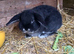 Mini lop