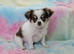 long coat male chihuahua READY NOW
