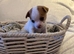 Girl & boy chihuahua puppies for sale