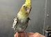Hand raised baby cockatiel ______