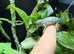 Panther chameleon
