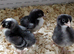 Cuckoo Marans Chicks Hatching Soon &ndash; Reserve Now