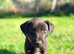 Lurcher puppies. 5 boys 1 girls left