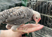 2 Modern Game bantam cockerels
