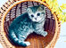 We have 5 Pure breed Scottish Fold kittens!