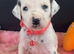 Beautiful Dalmatians for sale