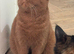 TICA active reg cinnamon female