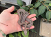 Corn snake
