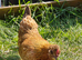 Pekin x Silkie bantam pullets