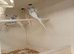 Helicopter budgies 2026