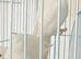 Bonded pair of white Quakers