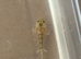 Axolotl