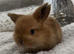 Pure Bred (5w old) Mini Lop Babies