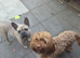 Cockerpoo cross french bulldog