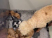Kc mini poodles various 17 dna health tested clear