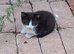 3 Black and White and 2 Black Fluff