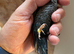 Blackface Blackwing violet budgie