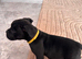 Last 2 girl ****Pocket bully puppies ready to leave now****