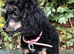 Female toy poodle