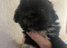 Lhasa apso cross shihtzu puppies