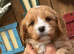 F1 Cavapoo Boy Available