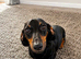 Miniature dachshund boys