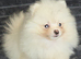 Pomeranian puppies ready to go
