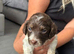 F1b cockerpoo 2 boys available