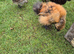 Silkrama chicks (silkie x serama)