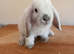 Mini lop pure. Bred