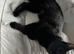 9 week old kittens
