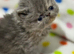 GCCF registered Persian kittens