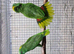 Breeding pair yellow naped amazon