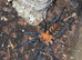 Looking for curtain web spiders or any true spiders potentially and Ephebopus